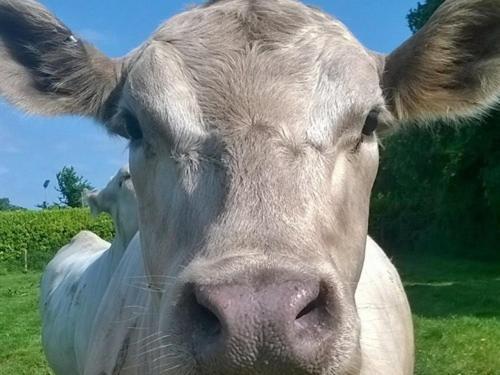 Battens Farm Cottages B&B Yatton Keynell Exteriör bild